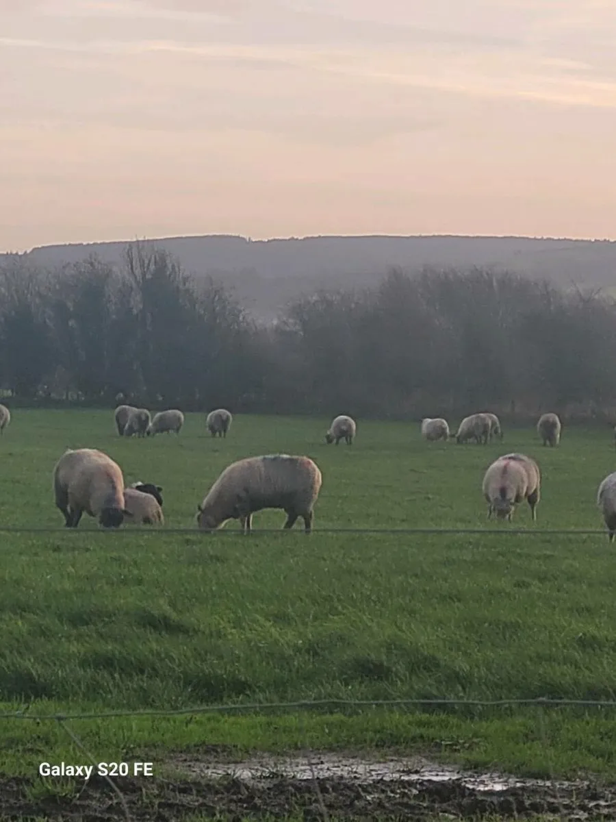 Ewe hoggets - Image 3