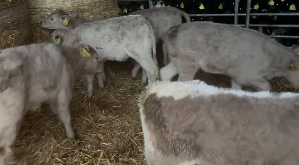 7 Excellent CH Heifer Calves - Image 4