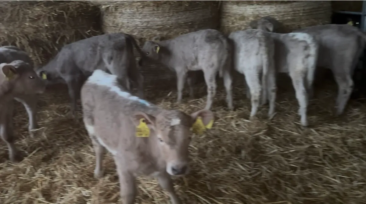 7 Excellent CH Heifer Calves - Image 1