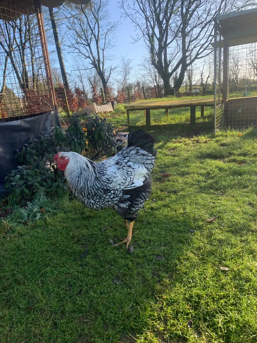 Two Wyandotte roosters - Image 1