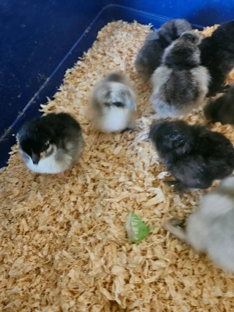 Purebred silkie chicks - Image 2