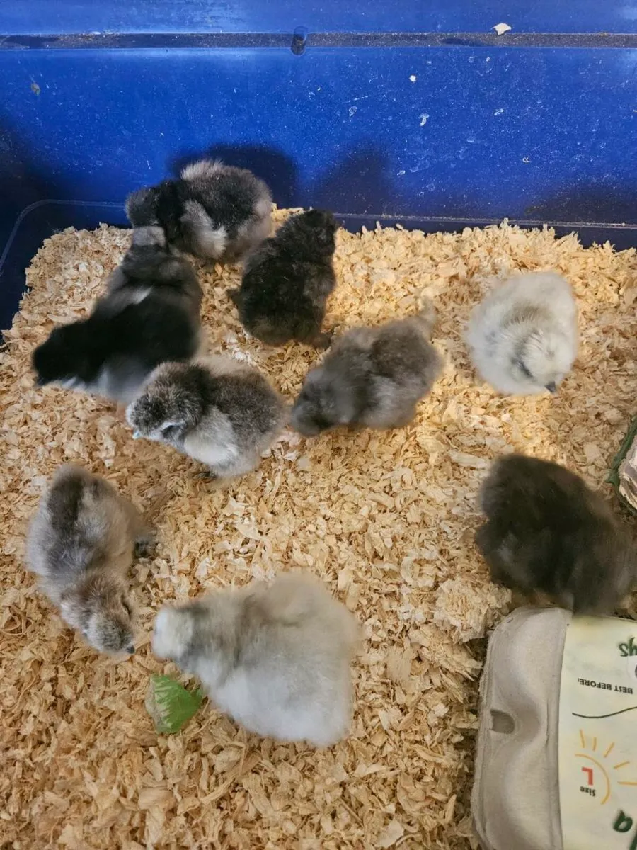 Purebred silkie chicks - Image 3
