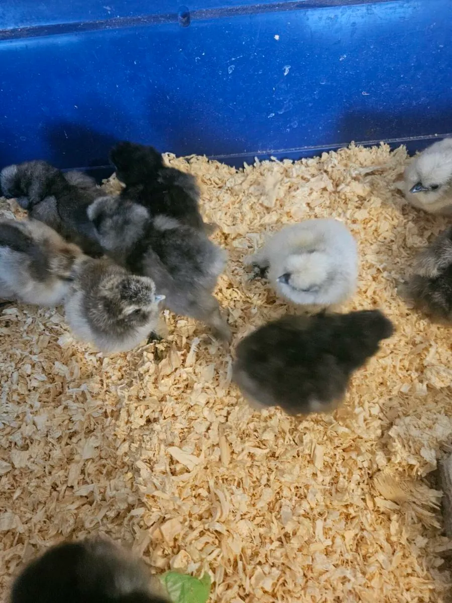 Purebred silkie chicks - Image 1