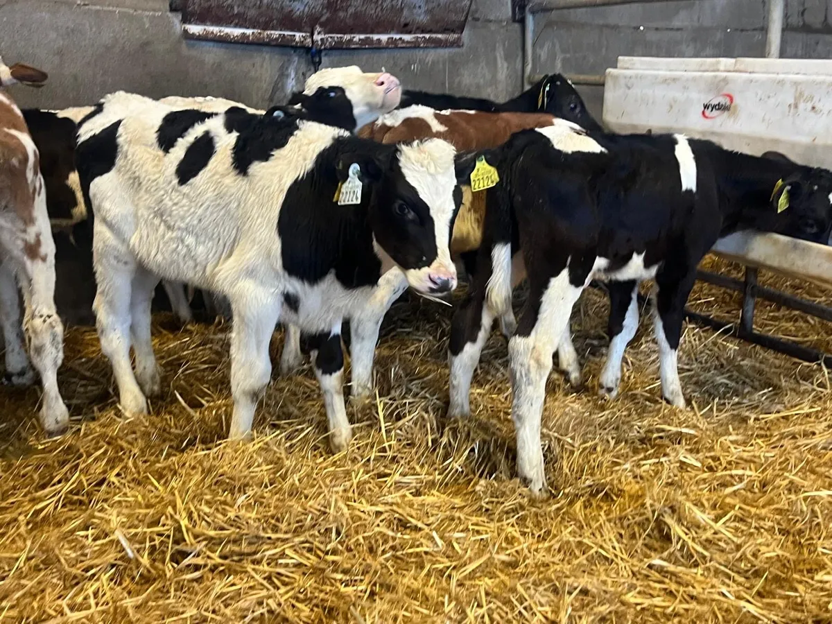 8 super British Frisian reared bulls - Image 1