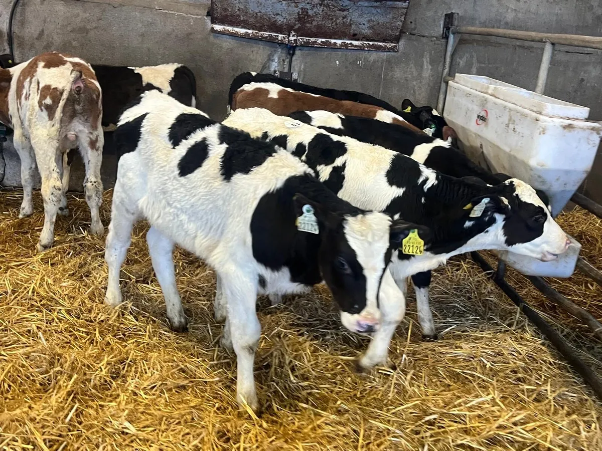 8 super British Frisian reared bulls - Image 2