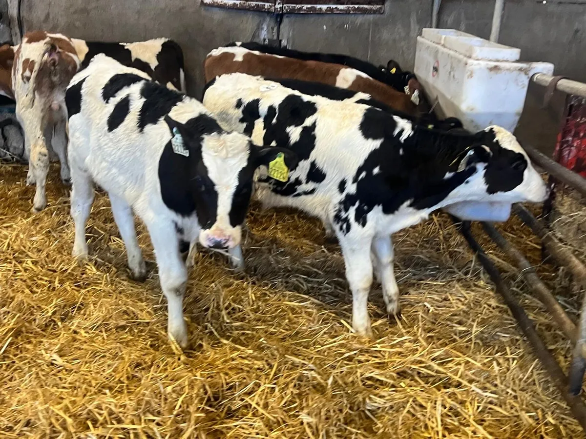 8 super British Frisian reared bulls - Image 3