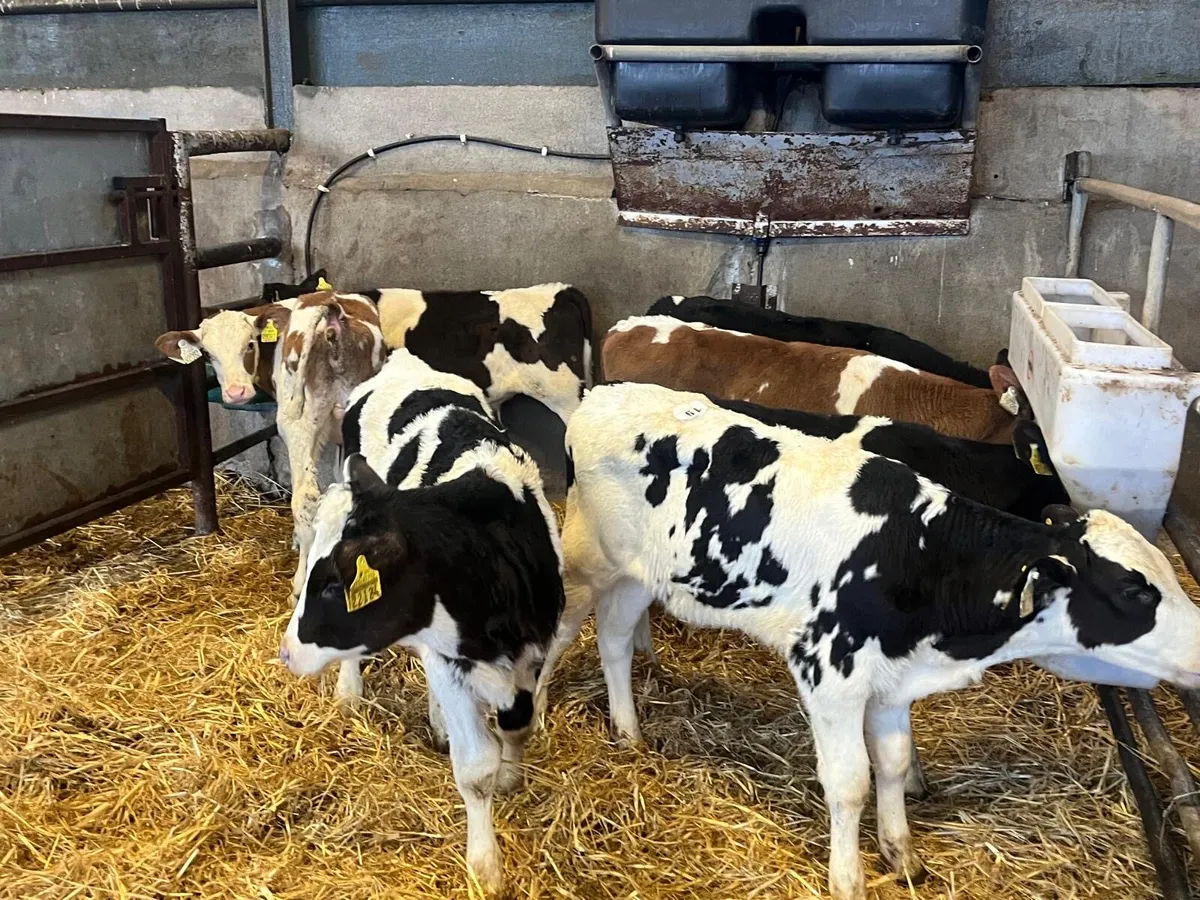 8 super British Frisian reared bulls - Image 4