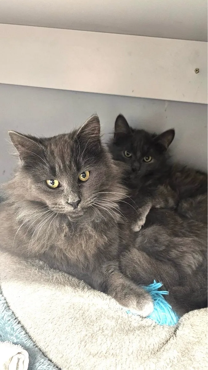 Catstrust adoption and protection. Rescued . - Image 1