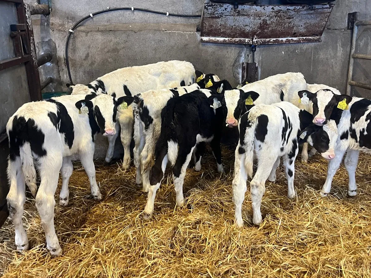 10 British Frisian bull calf’s - Image 4