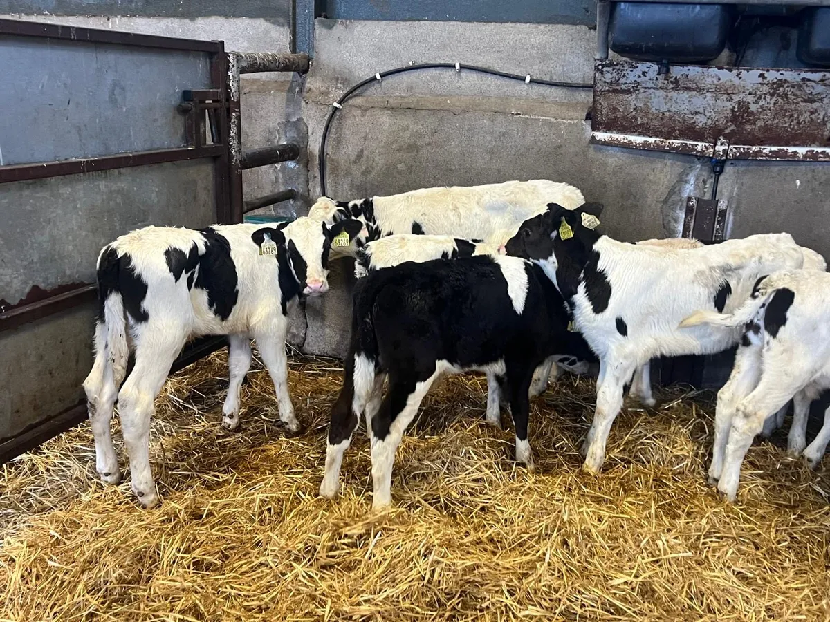 10 British Frisian bull calf’s - Image 1