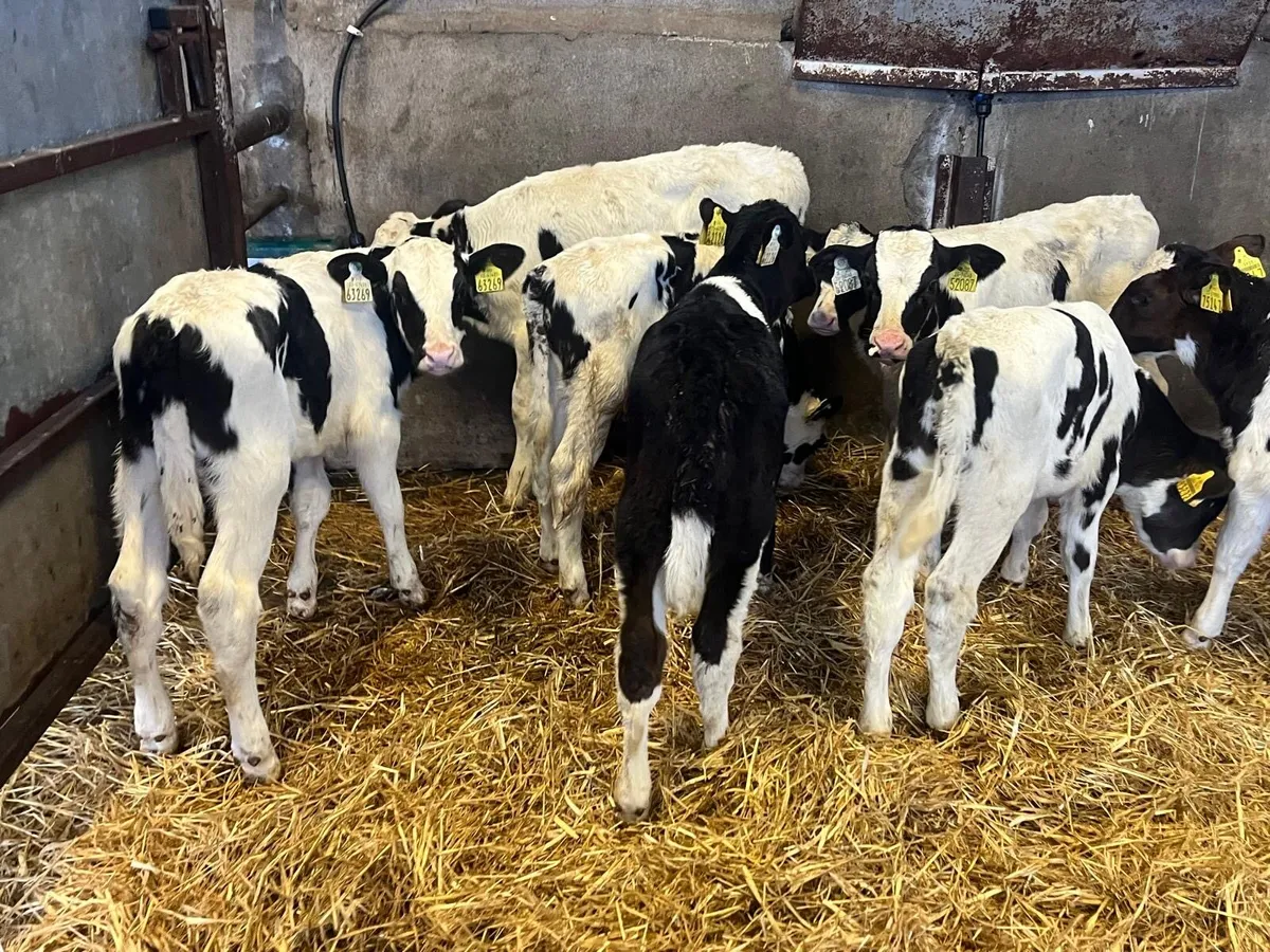10 British Frisian bull calf’s - Image 2