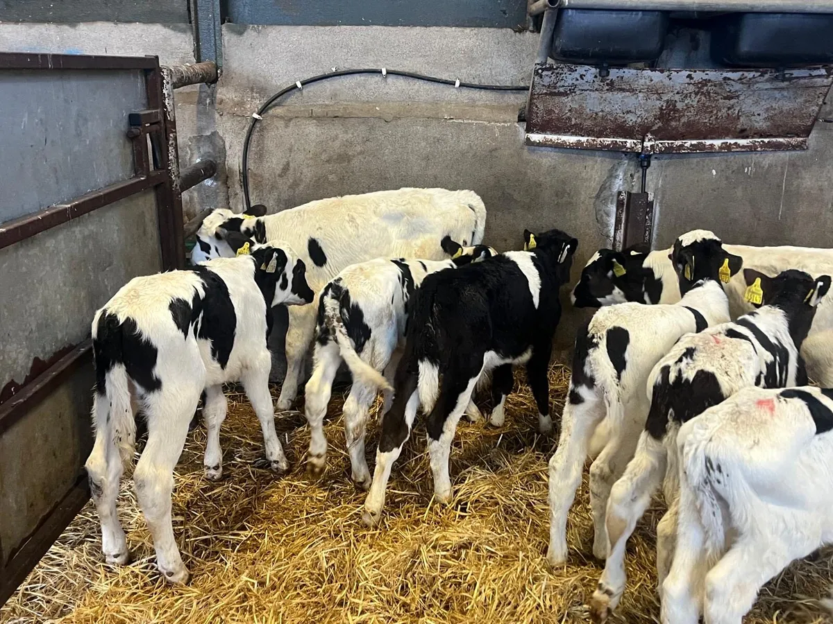 10 British Frisian bull calf’s - Image 3