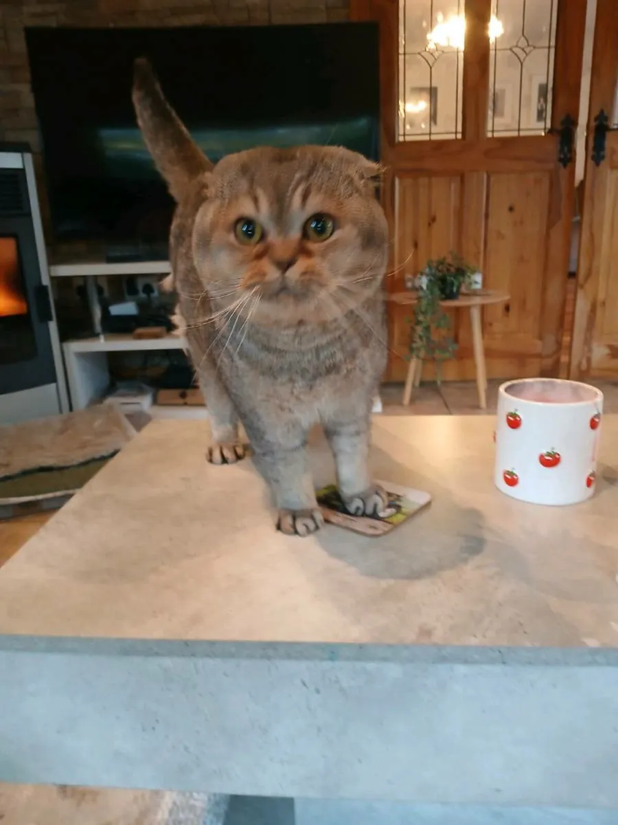 Scottish fold male - Image 1