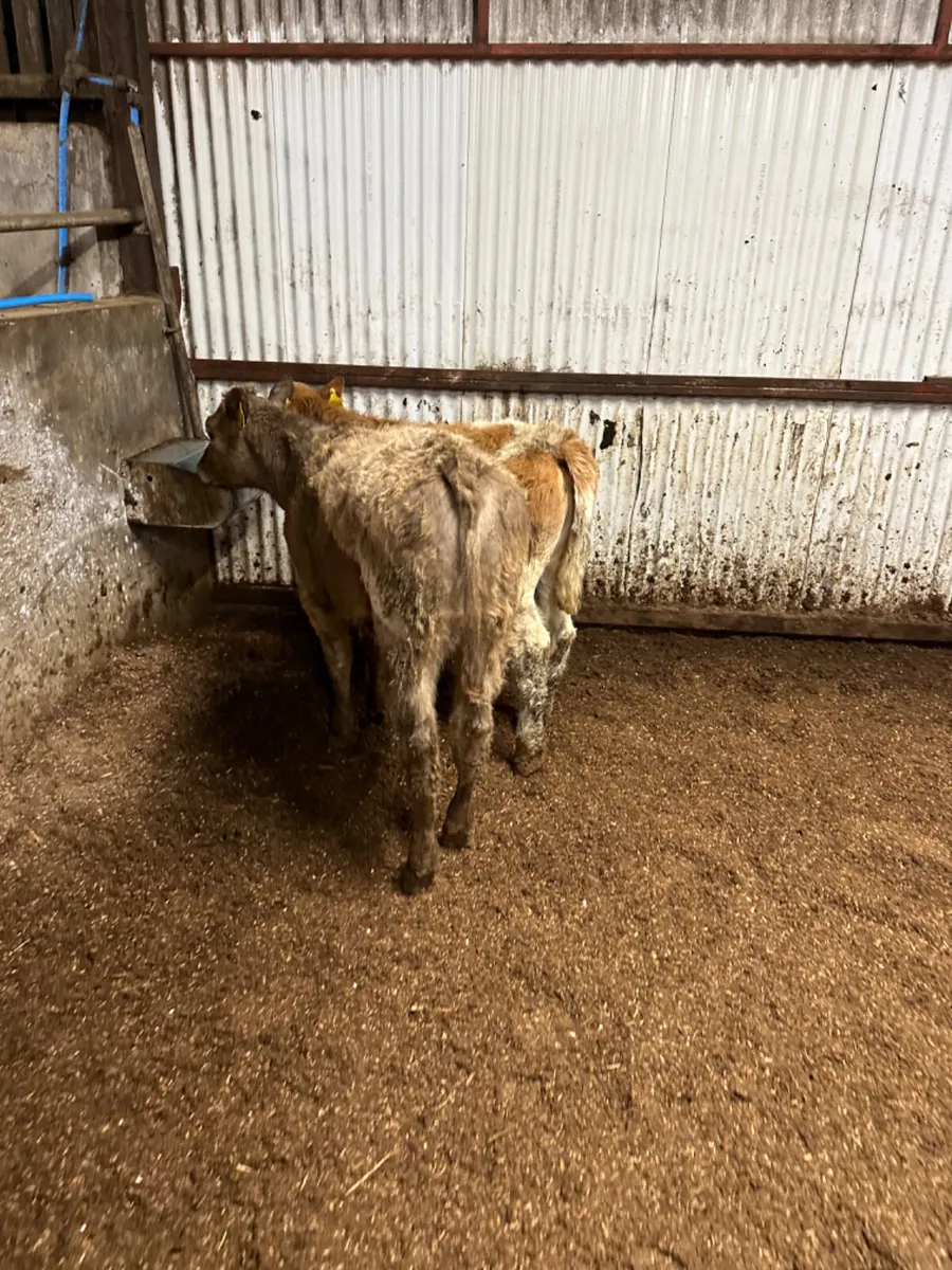 Charolais and Simmental heifer - Image 3