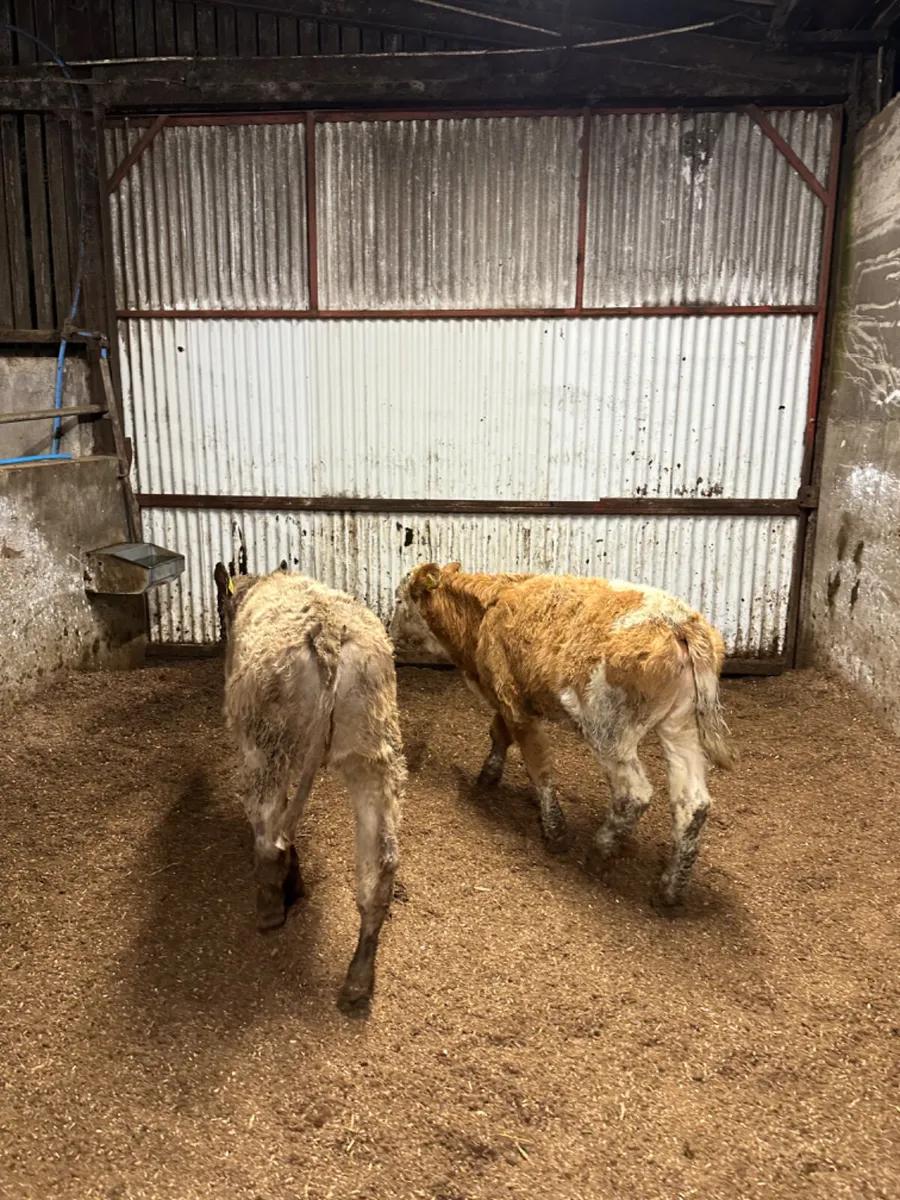 Charolais and Simmental heifer - Image 1
