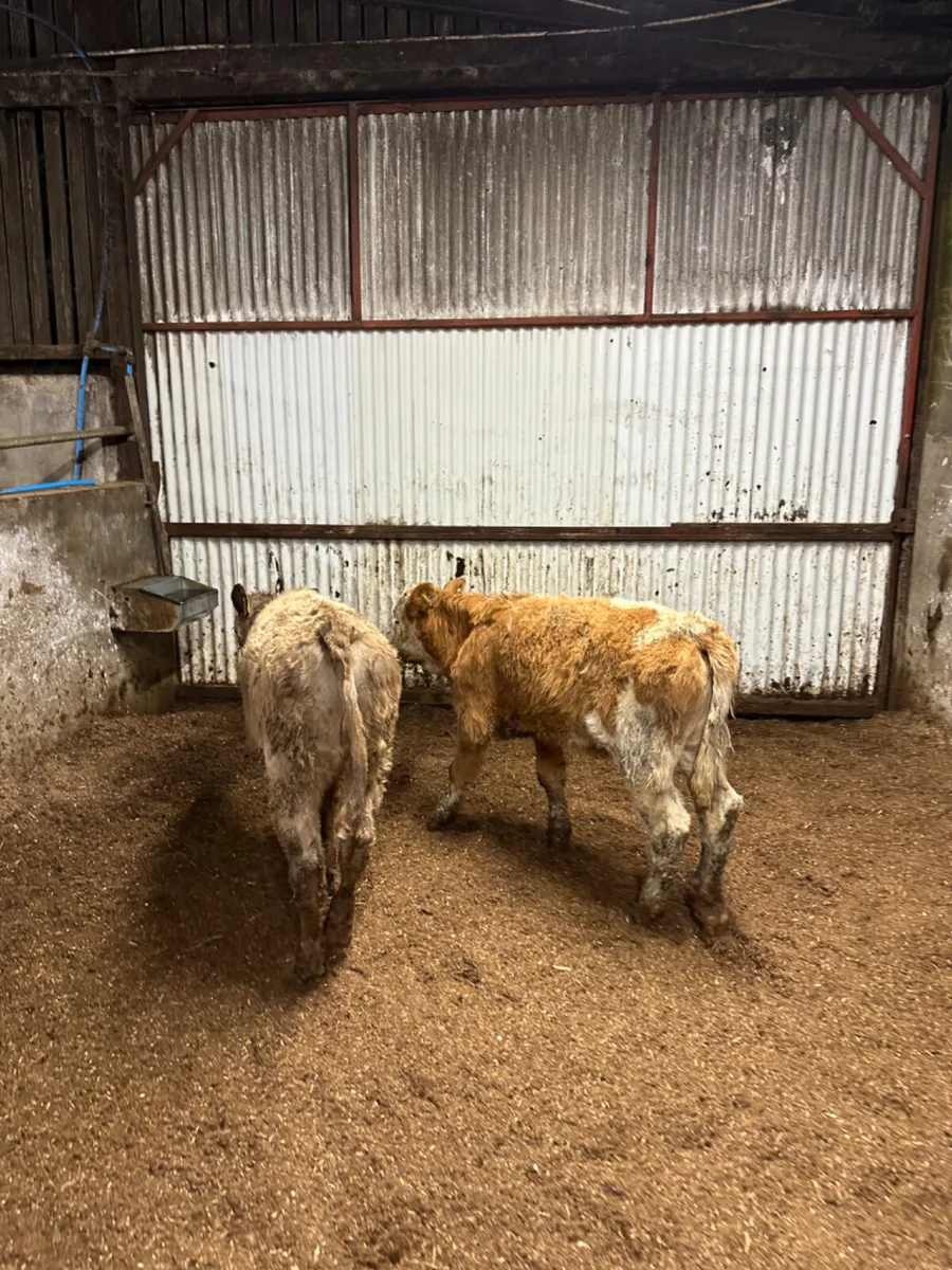 Charolais and Simmental heifer - Image 2