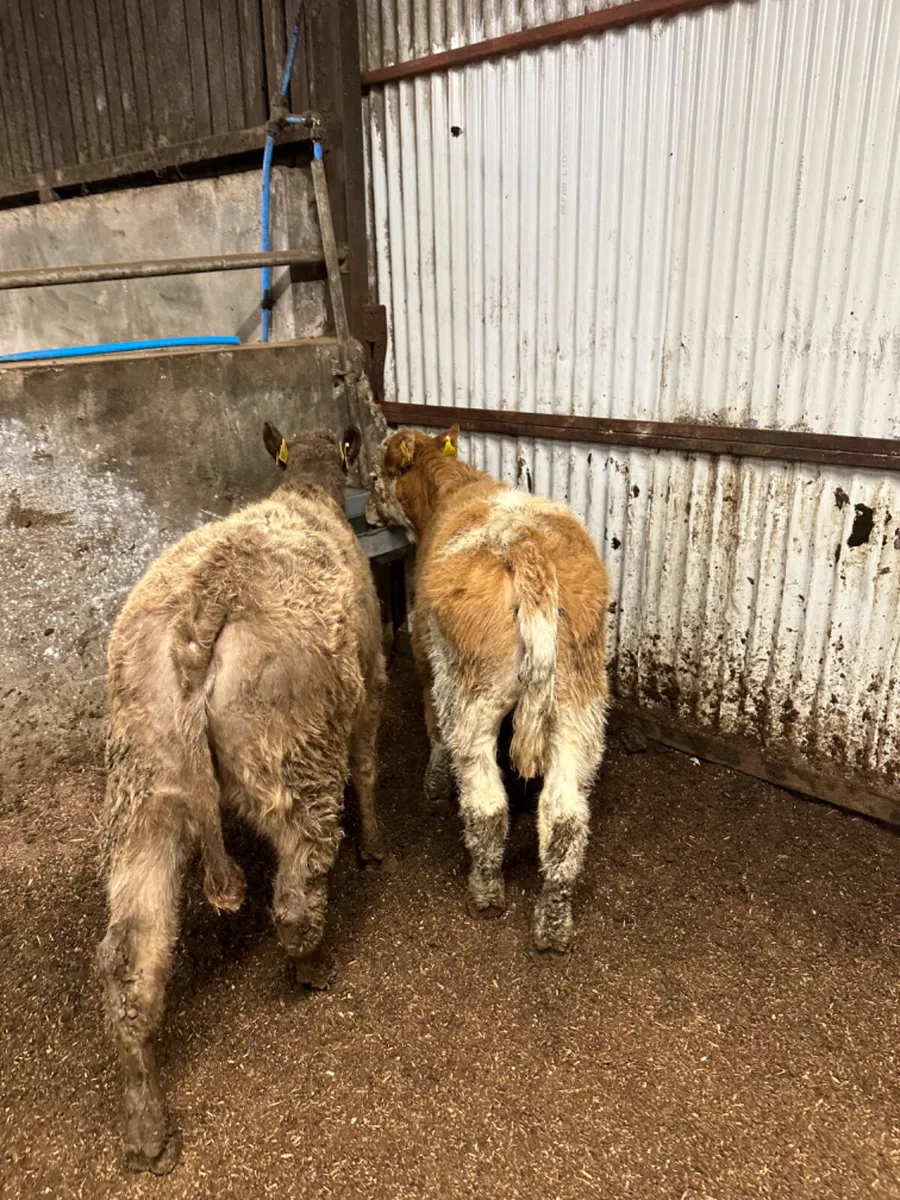 Charolais and Simmental heifer - Image 4