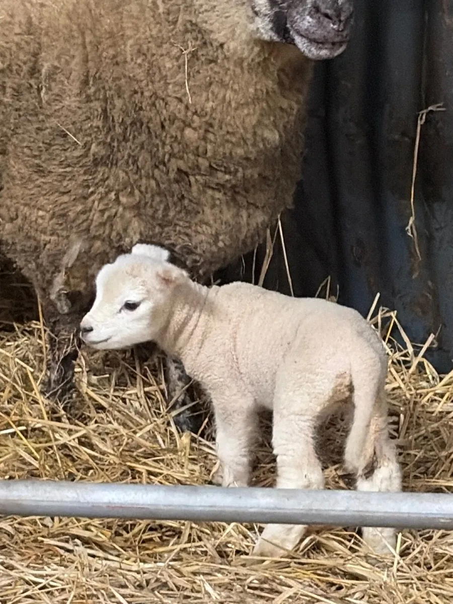 Sheep and lamp - Image 2