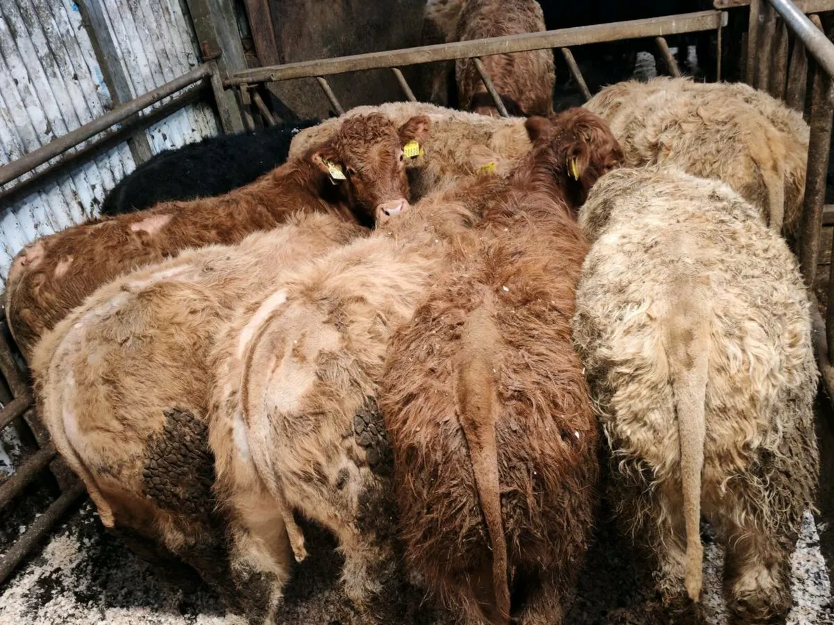 10 Sucker Bred Bullock's. - Image 1