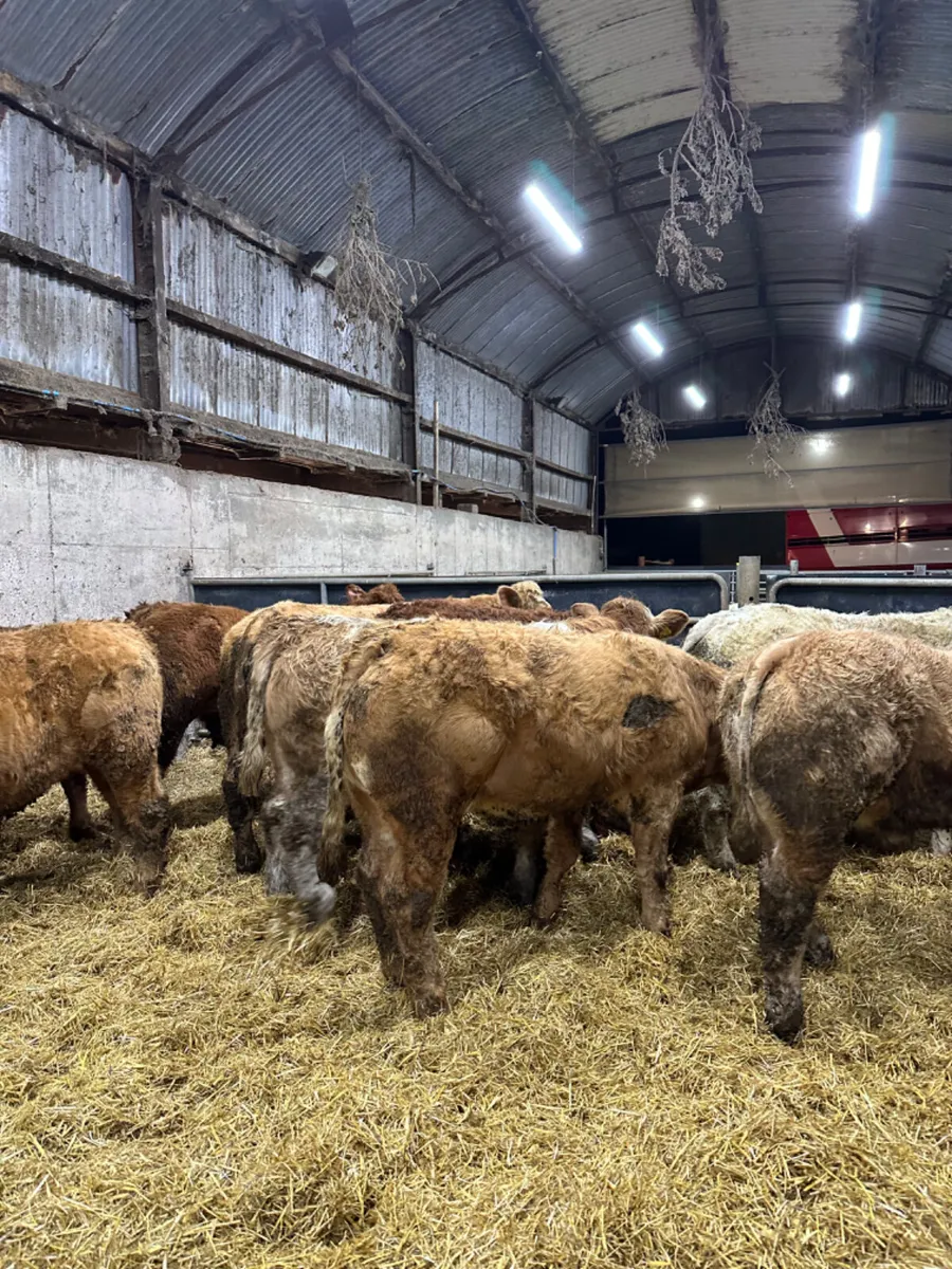 U and E grade bullocks - Image 4