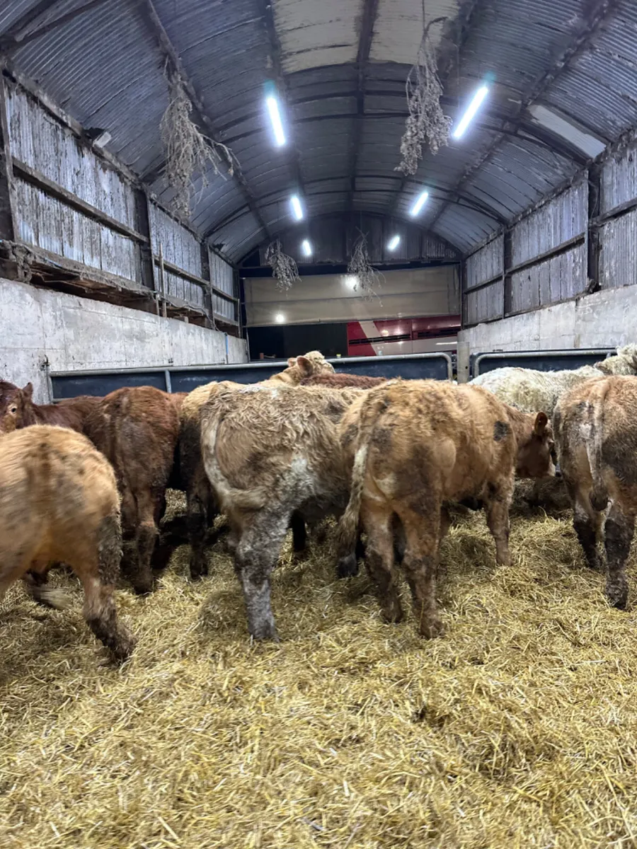 U and E grade bullocks - Image 2