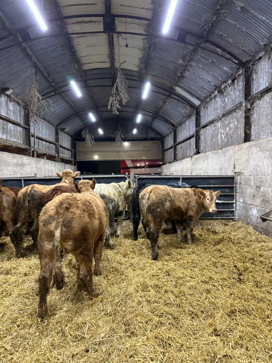 U and E grade bullocks - Image 1