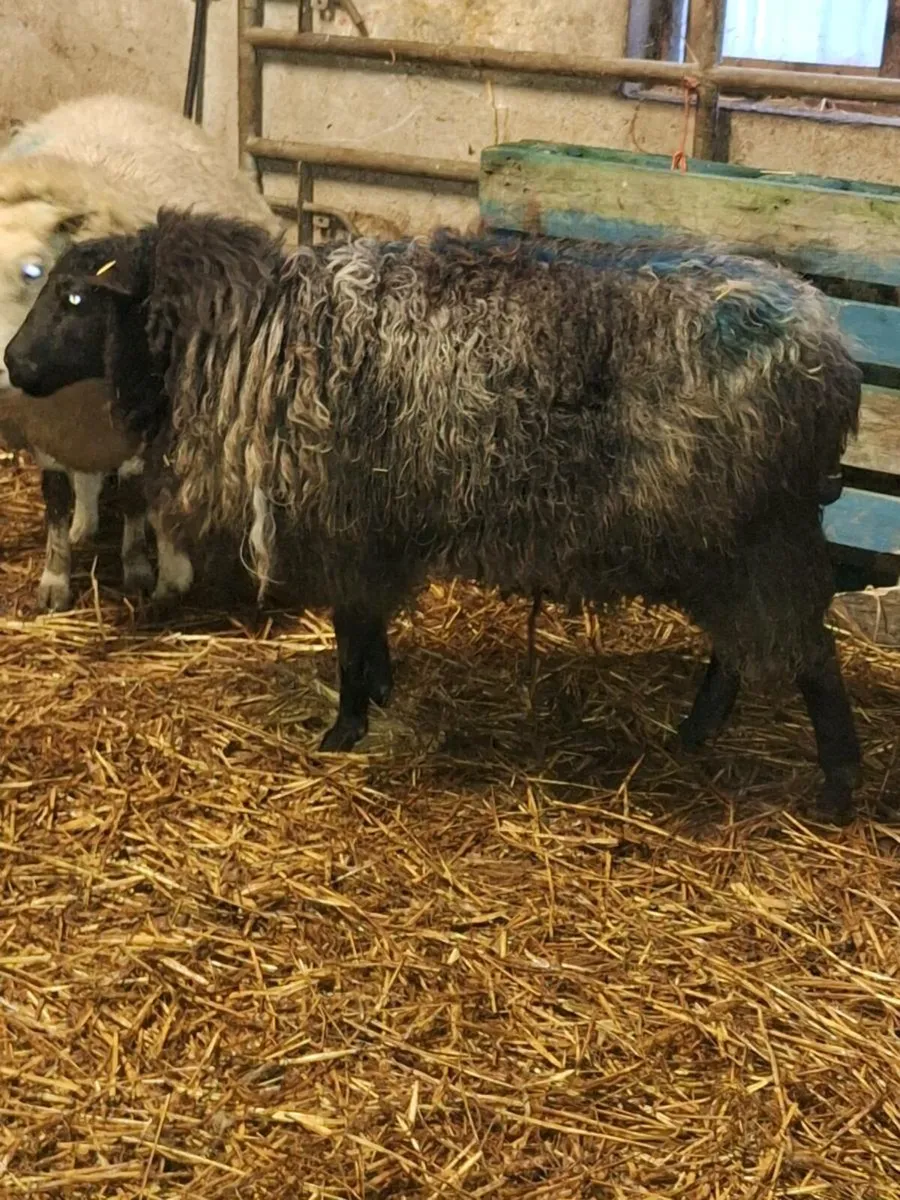 Foster ewe