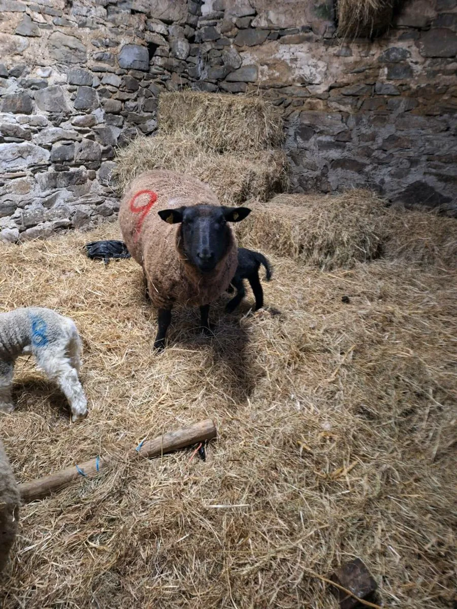 Ewes and lambs - Image 1