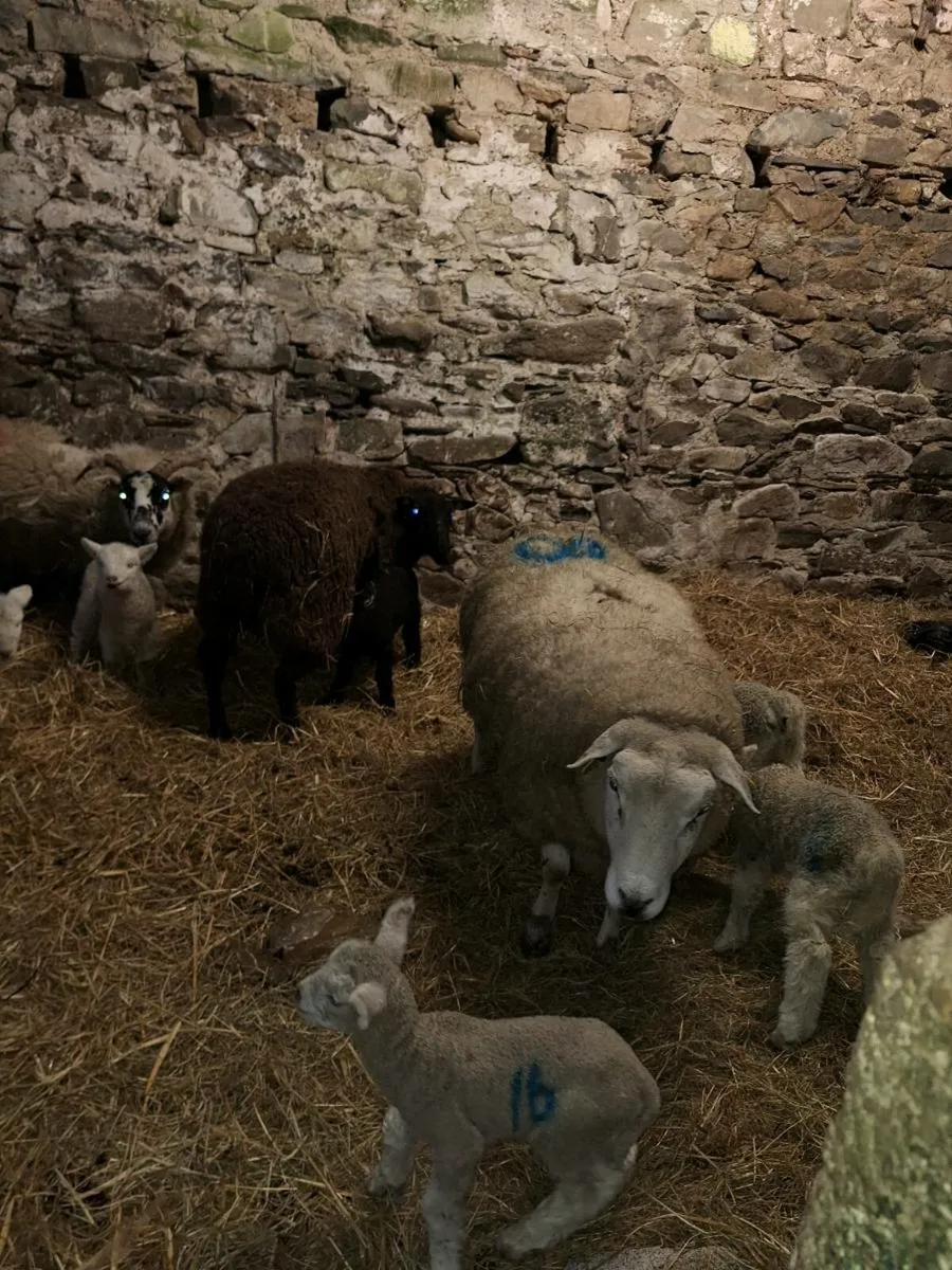 Ewes and lambs - Image 2