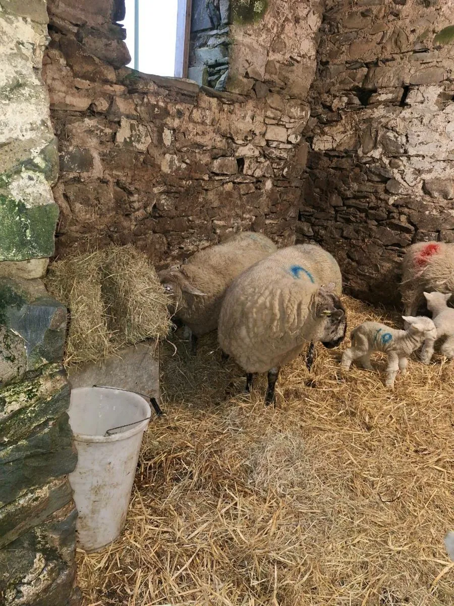 Ewes and lambs - Image 3