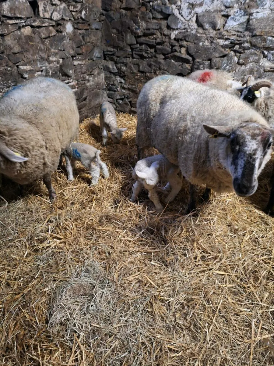 Ewes and lambs - Image 4