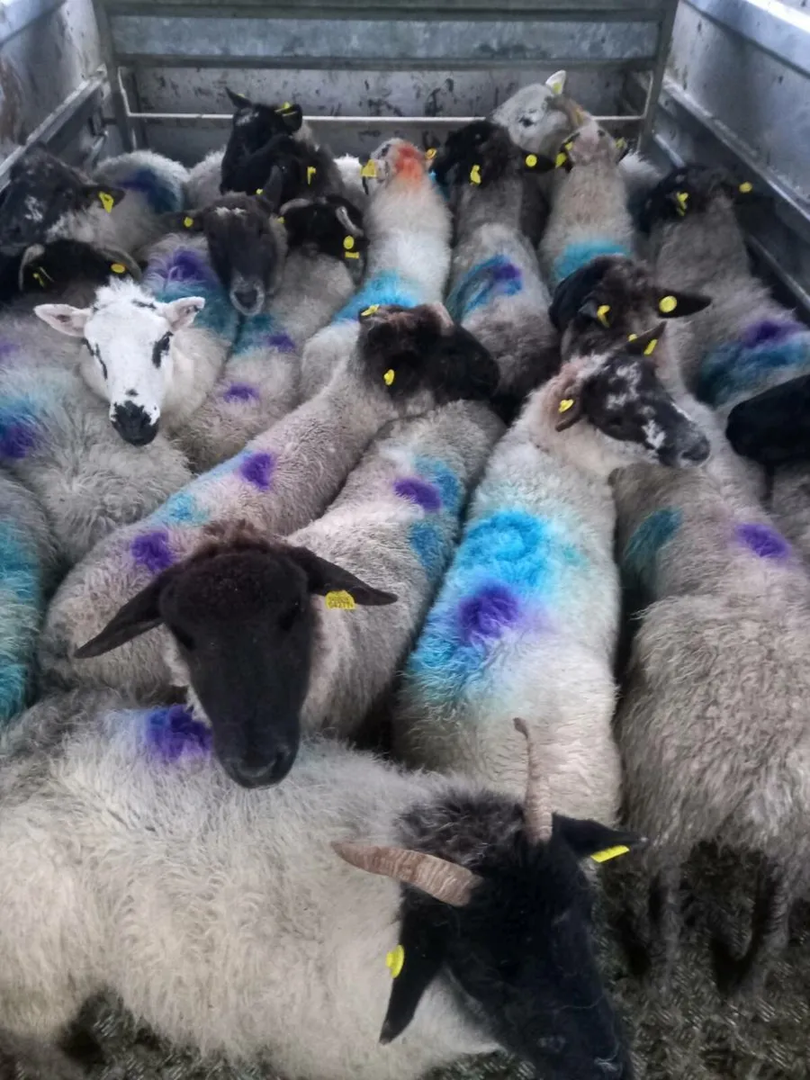 Inlamb ewes - Image 1