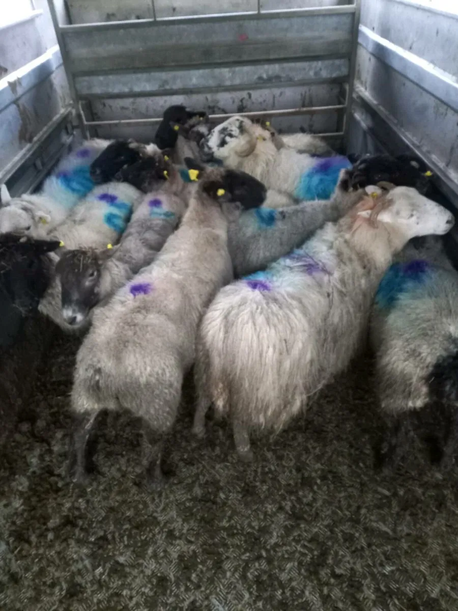 Inlamb ewes - Image 3