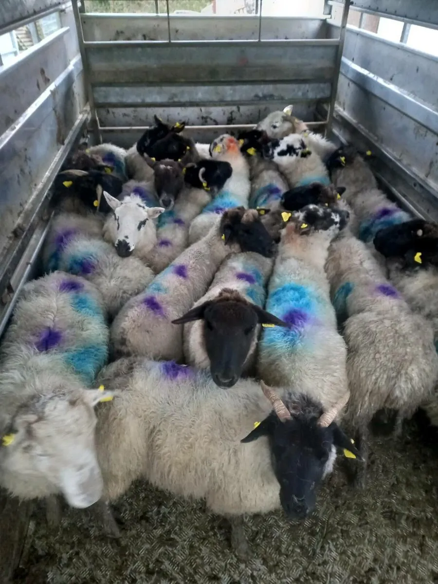 Inlamb ewes - Image 2