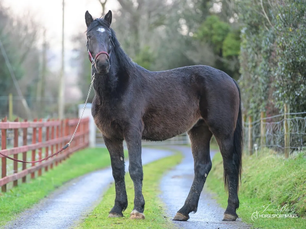 Irish draught - Image 1