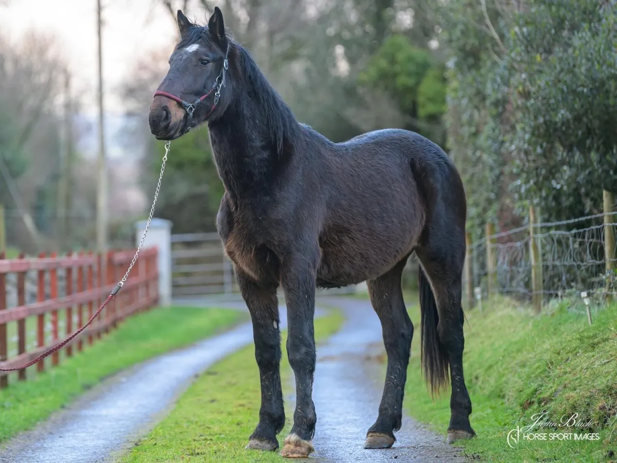 Irish draught - Image 2