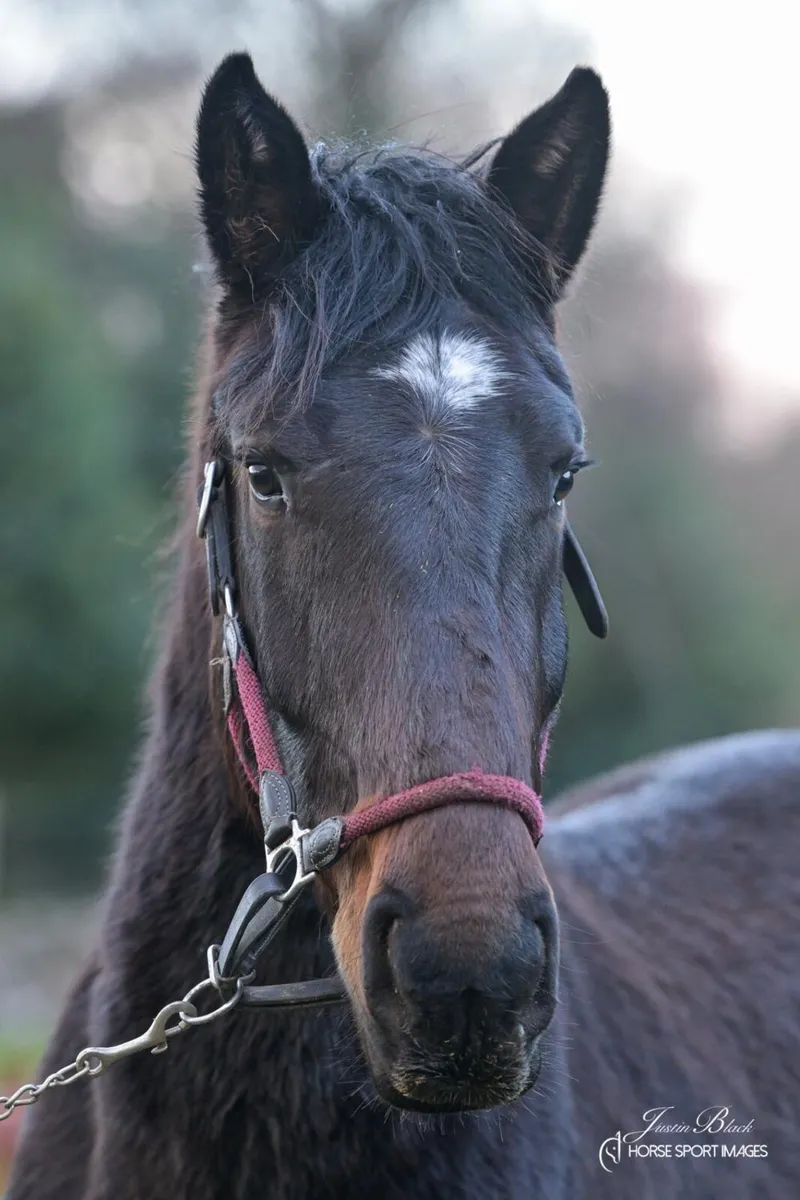 Irish draught - Image 3