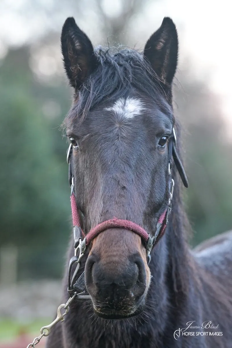 Irish draught - Image 4