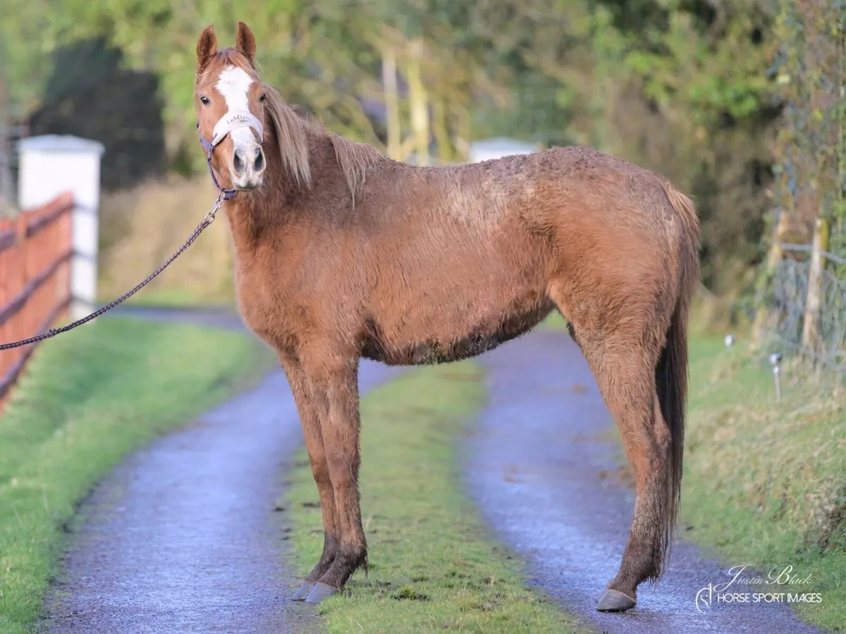 Two young fillies - Image 2