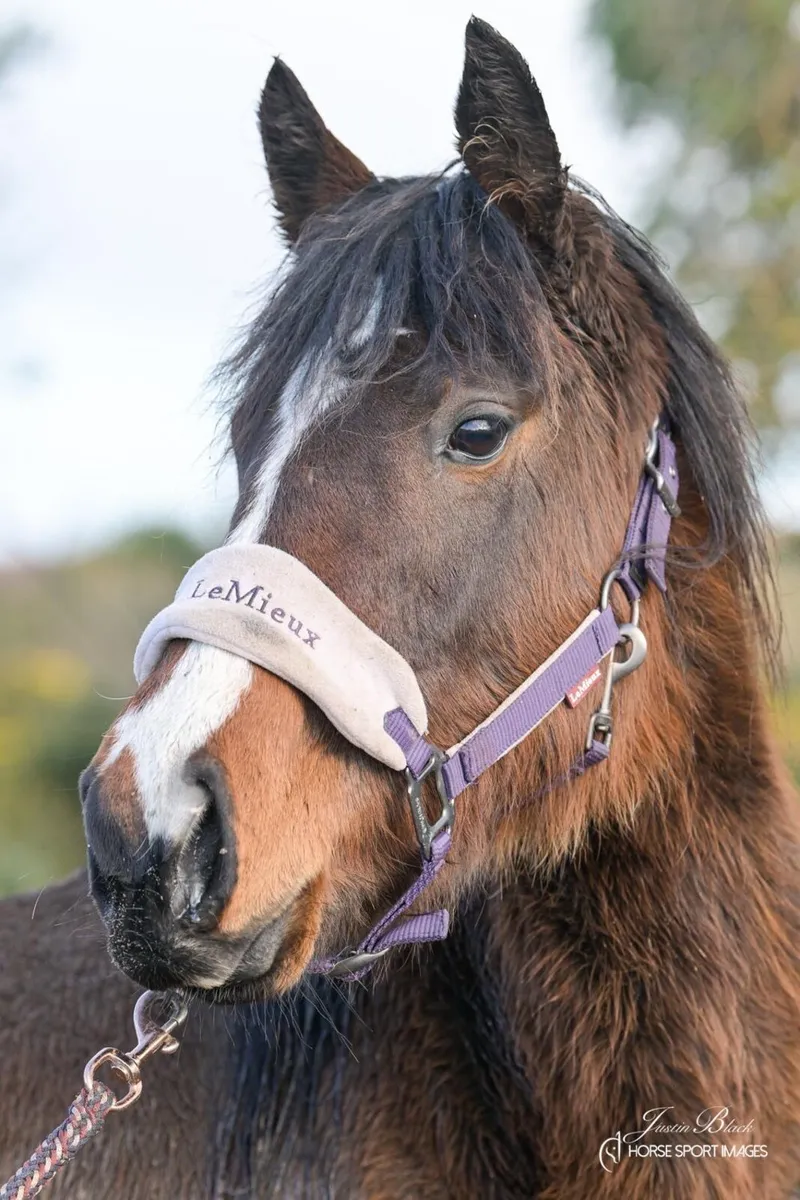 Two young fillies - Image 3