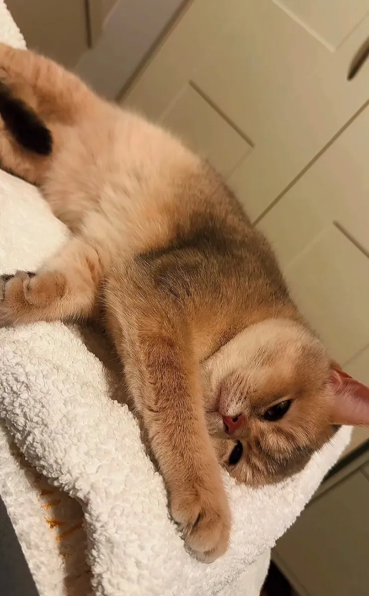 Registered British Golden short hair  female - Image 3