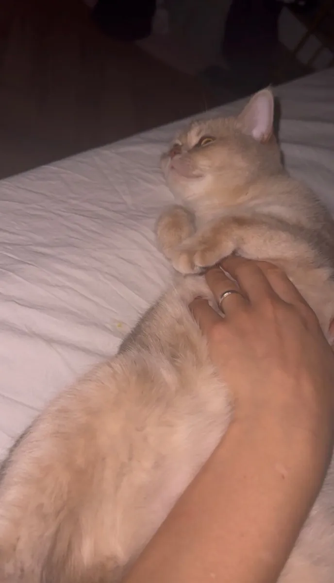 Registered British Golden short hair  female - Image 4