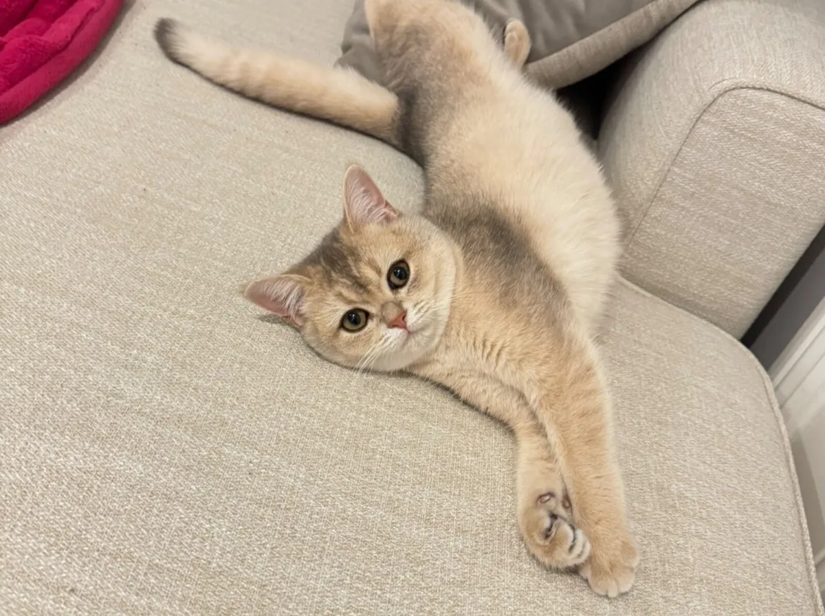 Registered British Golden short hair  female - Image 1