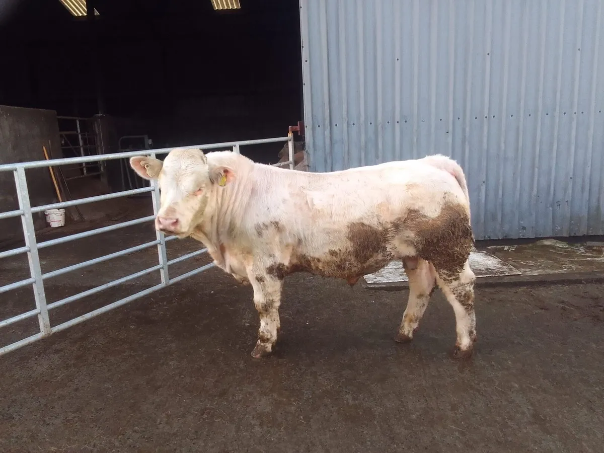 Pedigree Angus and Charolais Bulls - Image 4