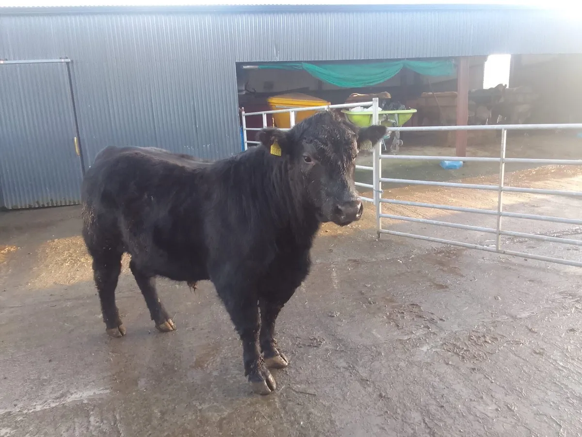 Pedigree Angus and Charolais Bulls - Image 1