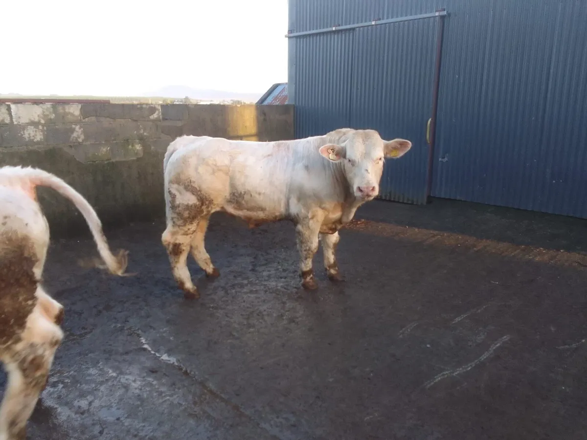 Pedigree Angus and Charolais Bulls - Image 2