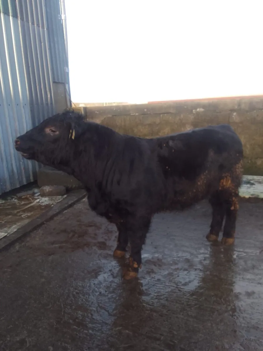 Pedigree Angus and Charolais Bulls - Image 3