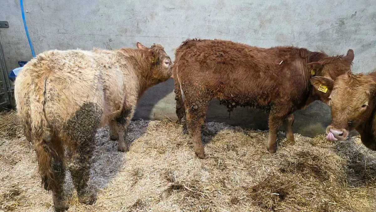 Charolais Bullocks - Image 3