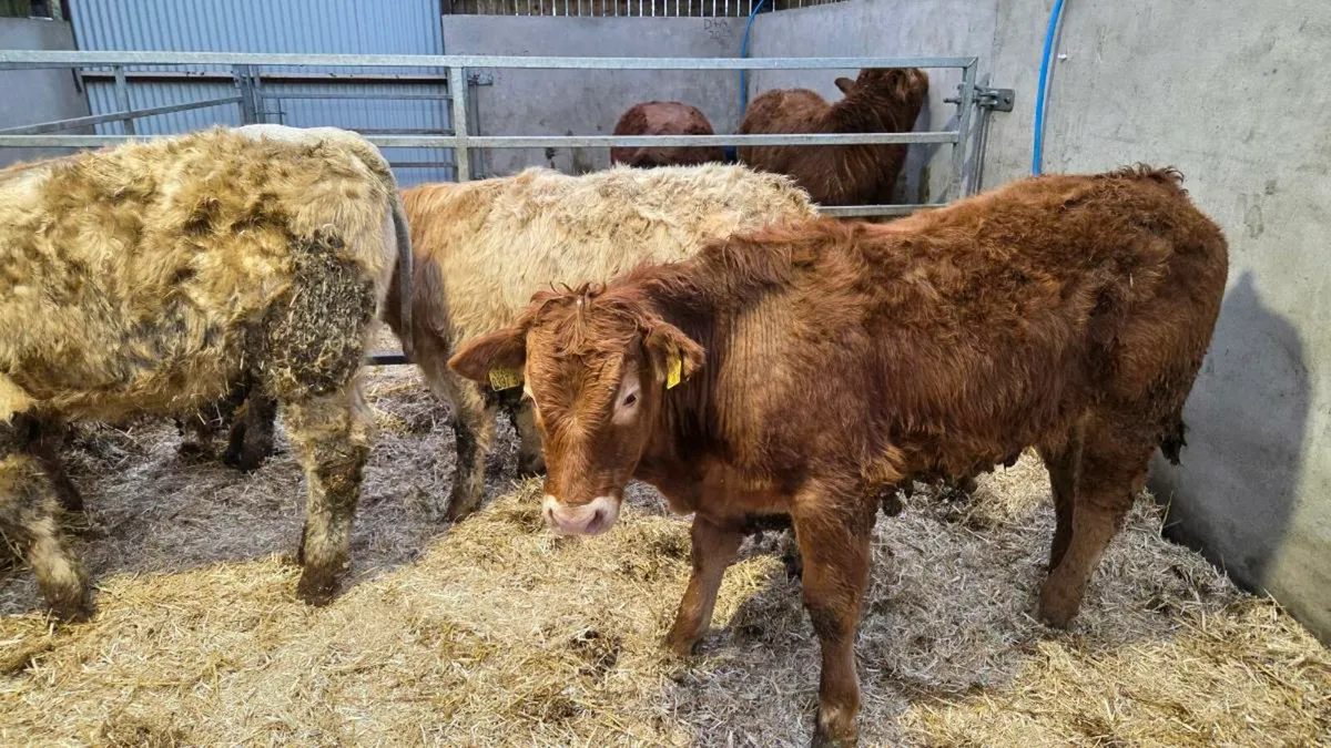 Charolais Bullocks - Image 4