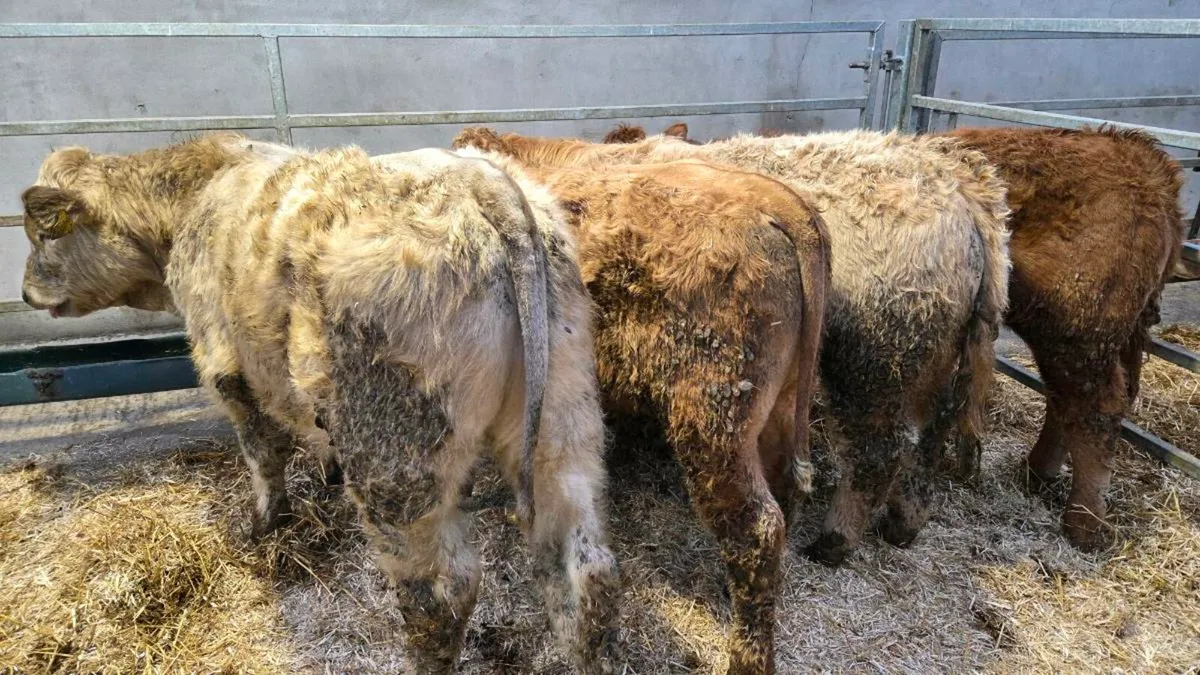 Charolais Bullocks - Image 1